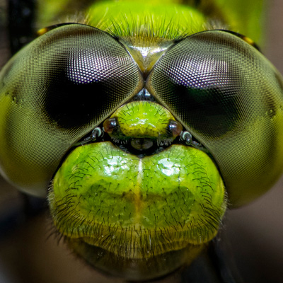 Dozing Dragonflies Dream of Dramatic Downpours