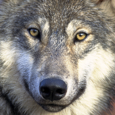 Why Wolves Won't Whistle Where Wizards Wander